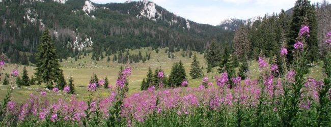 NP Sjeverni Velebit slavi 26. rođendan!